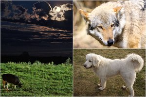 Po kruvinų išpuolių – šlubas vilkas ir sužeisti šunys: ūkininkai jau budi naktimis