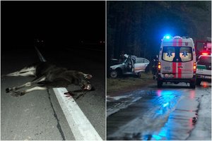 Kelyje Vilnius-Marijampolė BMW rėžėsi į briedį, sunkiai sužeisti penki jaunuoliai