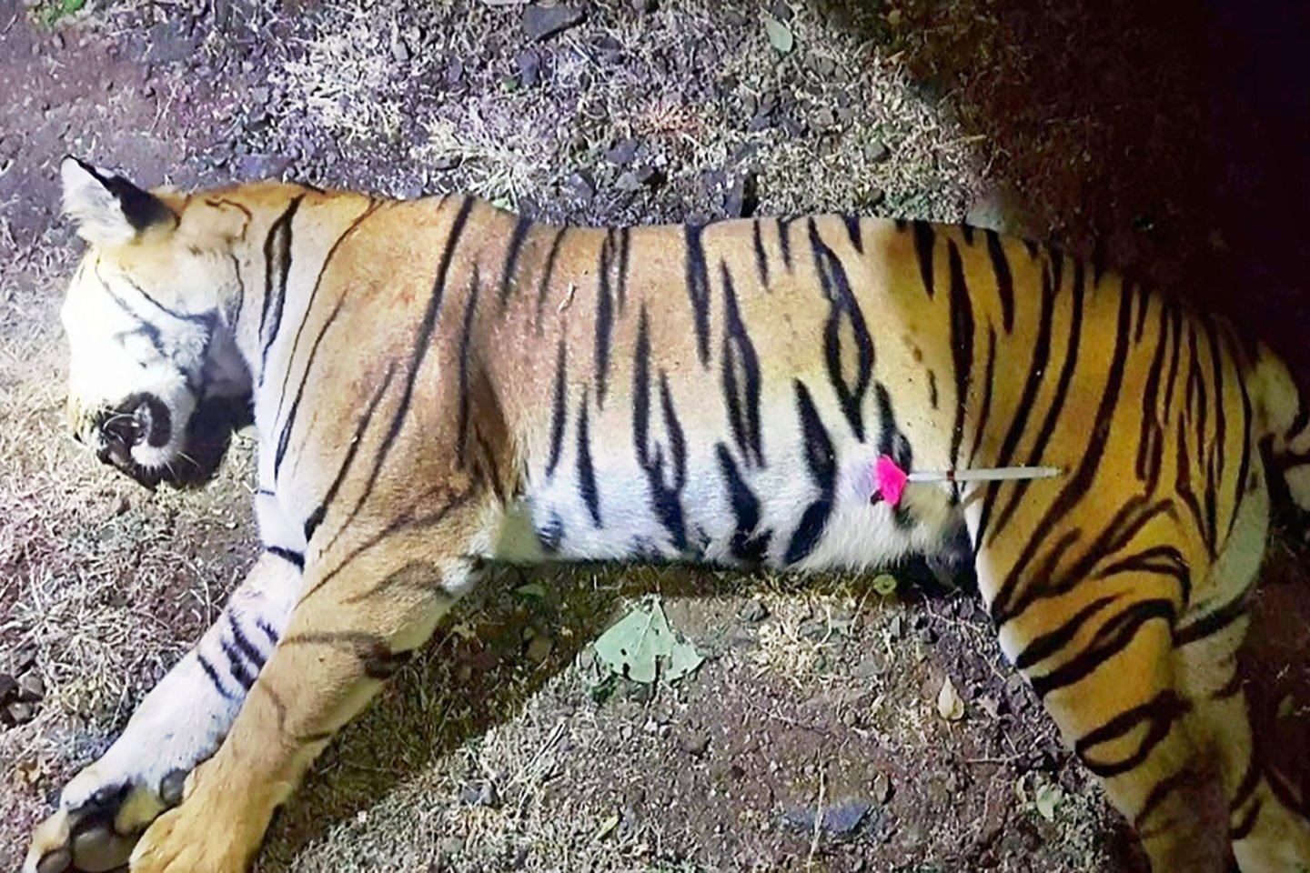  Indijoje po ilgai trukusių paieškų nušauta tigrė žmogėdra, per dvejus metus nužudžiusi daugiau nei 10 žmonių, tačiau kilo abejonių, ar ji buvo nudobta teisėtai.<br>AFP/Scanpix nuotr. 