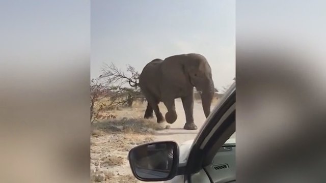 Safaryje turistai patyrė šiurpią akistatą: dramblio elgesys sukrėtė