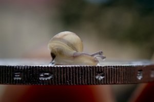 Protestuos prieš siūlymą padidinti pareiginės bazinės algos dydį tik 1,71 euro