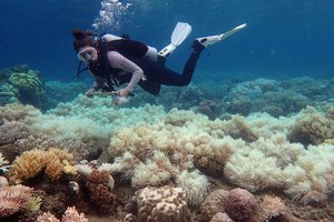 Prie kurortinės salos per virtinę ryklių atakų nukentėjo jau trečias žmogus