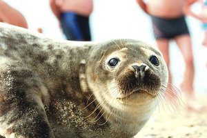 Škotijoje žvejį teko gelbėti nuo agresyvių ruonių