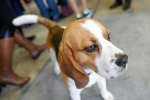 Įsigiję šunį daro vieną didelę klaidą: tai įvertinti privaloma