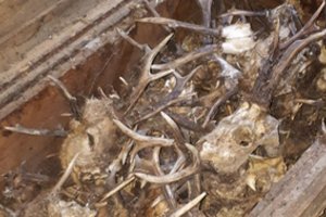 Kelmės raj. brakonierių namų kieme – pareigūnus nustebinęs radinys