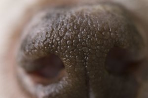 Pažvelkite į savo šuns nosį – sausa nosis reiškia ne visai tai, ką manėte