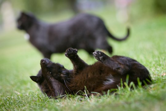 Ugniagesiai gelbėjo užkastus katinus