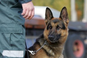 Atsakė, kaip šuo seka pėdsakus ir kas turi stipriausią uoslę