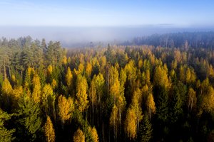 Valstybinių miškų urėdijos pajamos augo dešimtadaliu