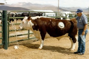 Gyvūnai su skylėmis šonuose: kodėl į galvijų skrandžius įstatomas atidaromas liukas?