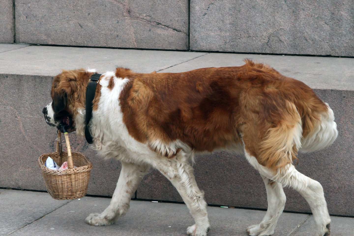  Senbernarai yra romūs ir draugiški šunys, todėl keista kodėl tokios veislės šuo užpuolė ir apkandžiojo praeivę. <br> M.Patašiaus asociatyvi nuotrauka