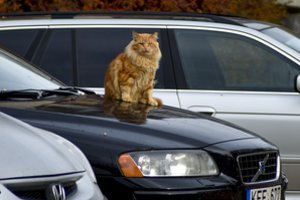 Latviai ir estai į automobilio pirkimą žiūri visai kitaip, nei lietuviai