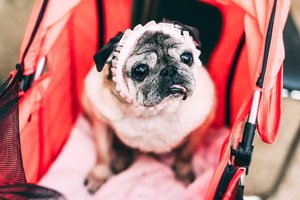 Unikalus projektas Lietuvoje – šunų reabilitacijos centras