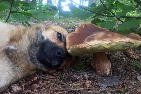 Gamtos keistenybė: dzūkai tebegrybauja ir po Vėlinių 