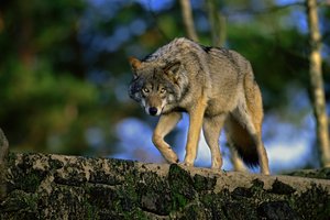 Pamiškėse prie Panevėžio – baugios akistatos su bebaimiais vilkais