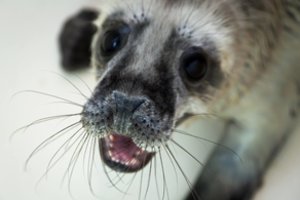 Smiltynėje į Baltijos jūrą paleista 10 ruoniukų