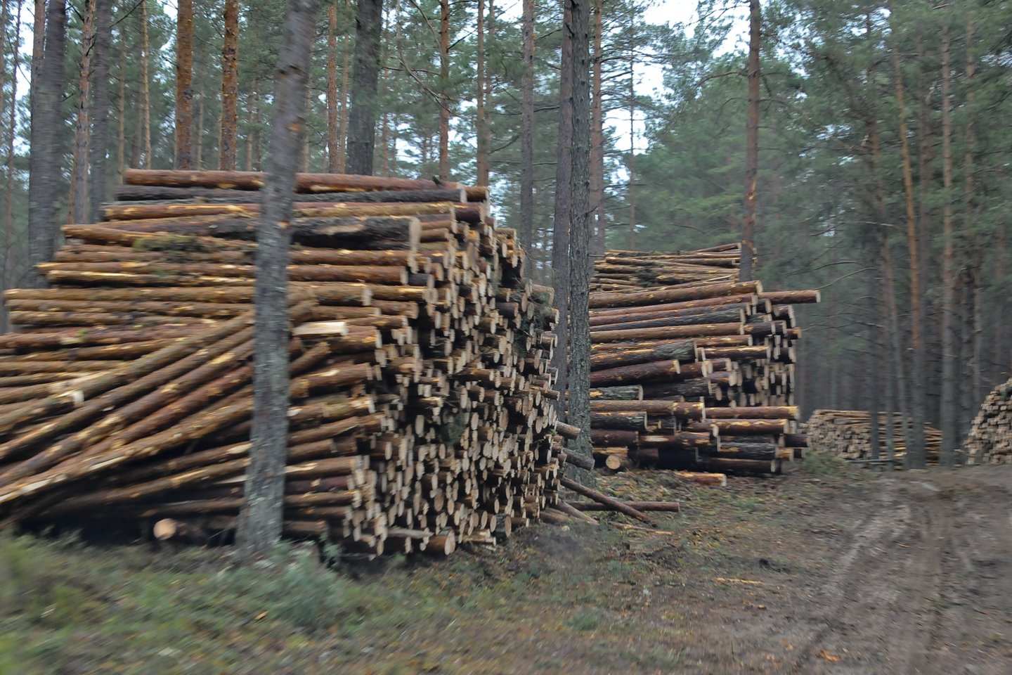 Kertami miškai ėmė jaudinti visuomenę.<br>V.Ščiavinsko nuotr.