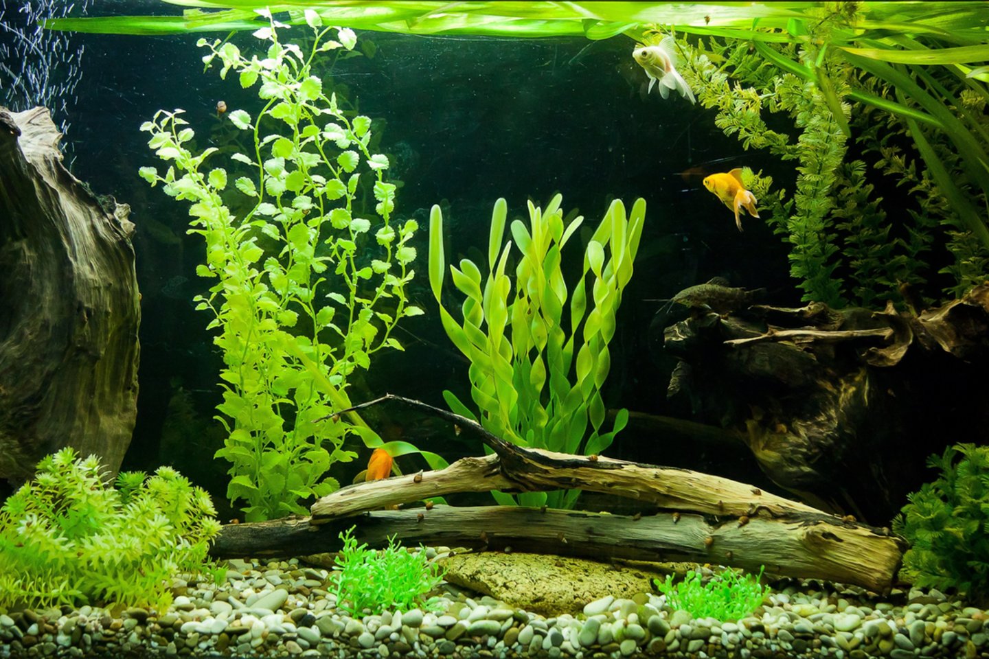 Akvariumo augalai.<br>123rf.com asociatyvioji nuotr.