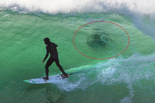 Vyras nuo ryklio apsigynė neįprastu būdu: plėšrūną nuvijo banglente