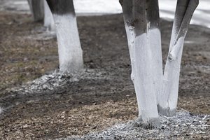 Lapkritis – tinkamiausias metas balinti vaismedžius ir vaiskrūmius 