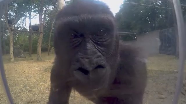 Gorilų poelgis zoologijos sode privers juoktis iki ašarų – atrado slaptavietę