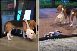 Čia tai draugystė: milijonines peržiūras renkantis įrašas toks mielas, kad ištirpsite