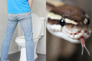 Tualete besišlapinančiam vyrui į penį įkando pitonas: teko susiūti