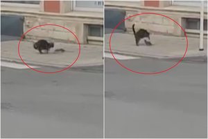  Katės ir žiurkės kovoje – netikėta pabaiga: teko sprukti 