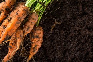 Ministerija svarstys pasiūlymą mažinti sertifikavimo įkainius ekologiniams ūkiams