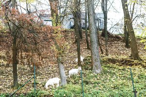 Nepamatęs nepatikėtum – Kauno centre ganosi ypatingos ožkos 