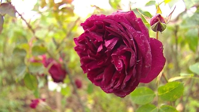Patarimai rožių mylėtojams: ką daryti, kad jūsų gėlės būtų lyg iš pasakos