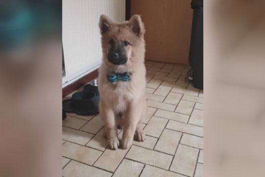 Žavisi neįprastu keturkojo įpročiu, kuris turi išskirtinę prasmę