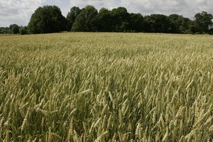 Kinai atliko planuojamų eksportuoti lietuviškų kviečių auditą