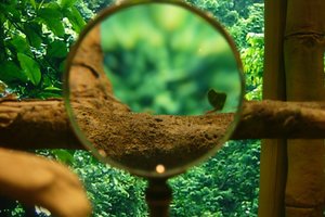 Neįtikėtina: viduryje miesto – nauja vabzdžių rūšis