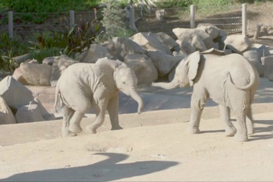 Žavus vaizdelis, kaip drambliukai žaidžia zoologijos sode