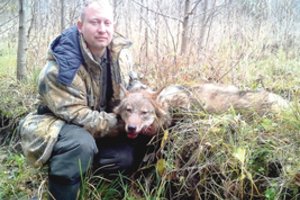 Lietuvos miškuose – liūdnos dienos plėšrūnams: kulkų pakirsti krenta vienas po kito