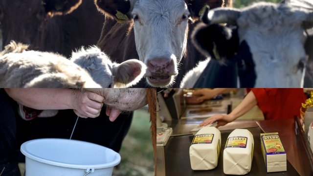 Įvardijo, kodėl gali kilti abejonių dėl pieno produktų naudos