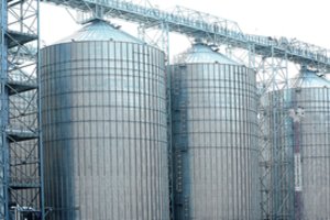 Lietuva gali tikėtis kviečių eksporto leidimo į Kiniją