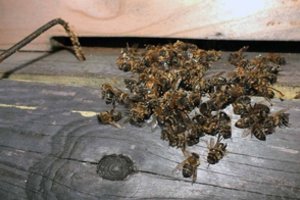 Bitininkas atskleidė, kada vertėtų trukdyti bičių žiemojimą