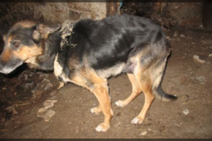 Nuo žūties skyrė kelios akimirkos: tarnyba skelbia apie griežtą sprendimą