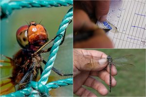 Lrytas.lt multimedija. Vienintelis pasaulyje laumžirgių žieduotojas Ventės rage laukia ypatingo momento