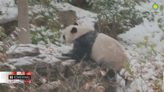 Iškritusiu pirmuoju sniegu besidžiaugianti panda tirpdo širdis