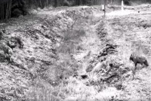 Pasieniečių kameros užfiksavo įspūdingą vilkų šokį