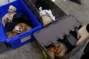 Lietuva linksniuojama Didžiosios Britanijos spaudoje – pirmauja pagal šunų kontrabandą