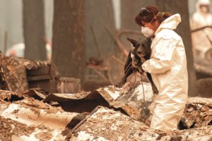 Po gaisrų skelbia apie didelę grėsmę sveikatai – paveiks tūkstančius žmonių