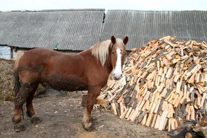 Nors kietas kuras – teršalai, valstiečiai kerta: PVM lengvata malkoms bus