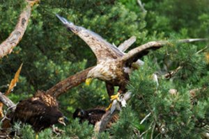 Įspūdis po „Sengirės“ premjeros Niujorke: „Jeigu taip atrodo rojus Lietuvoje, aš noriu ten būti“