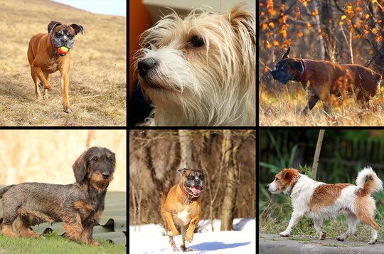 Įvardijo 15 šunų veislių, kurių lojimas erzina mažiausiai