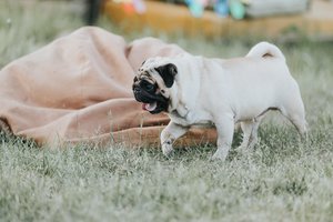 7 dalykai, kurie atskleis, ar esate pasiruošęs turėti augintinį