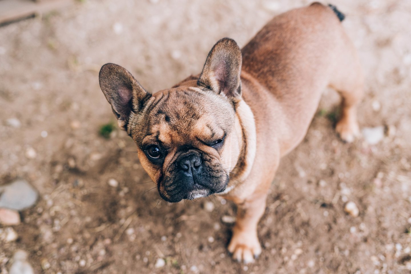 Ką reikia žinoti prieš priimant augintinį į namus.